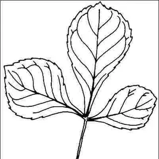 thumbnail for publication: Ptelea trifoliata 'Aurea': 'Aurea' Common Hoptree